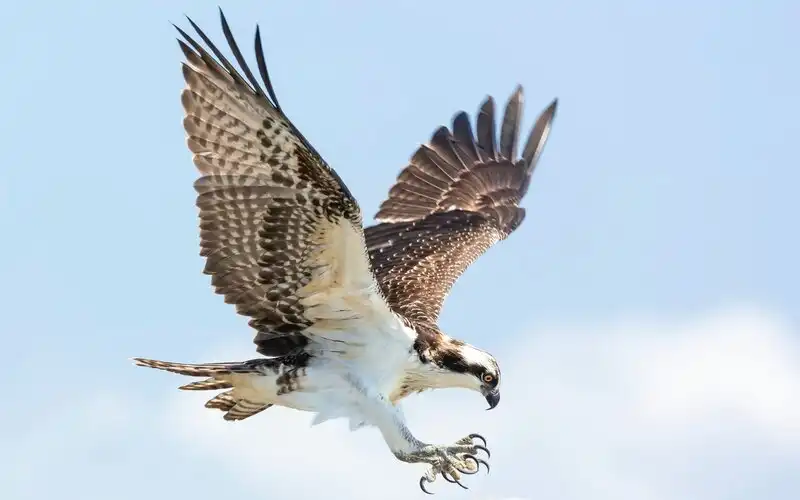 Hawks circling as RBA flags more cash rate increases