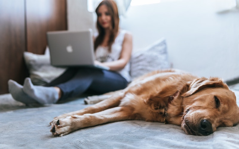 New QLD rental laws will make it harder for landlords to deny man’s best friend