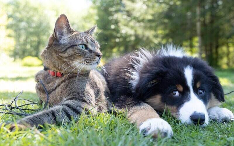 Have a furry friend? Here are the hardest suburbs to secure a rental property