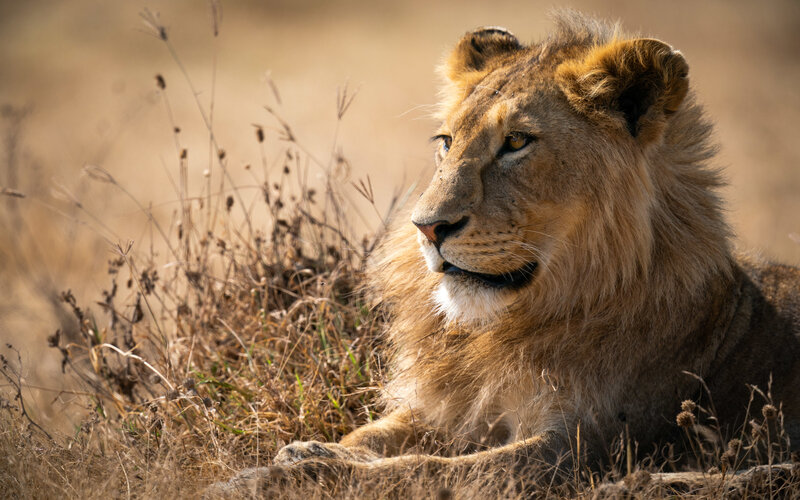 ING boosts savings account rate to market-leading 5.25% p.a.