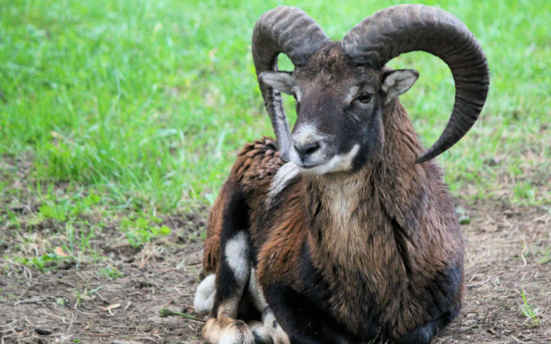 RAMS the latest casualty of savings account rate cuts