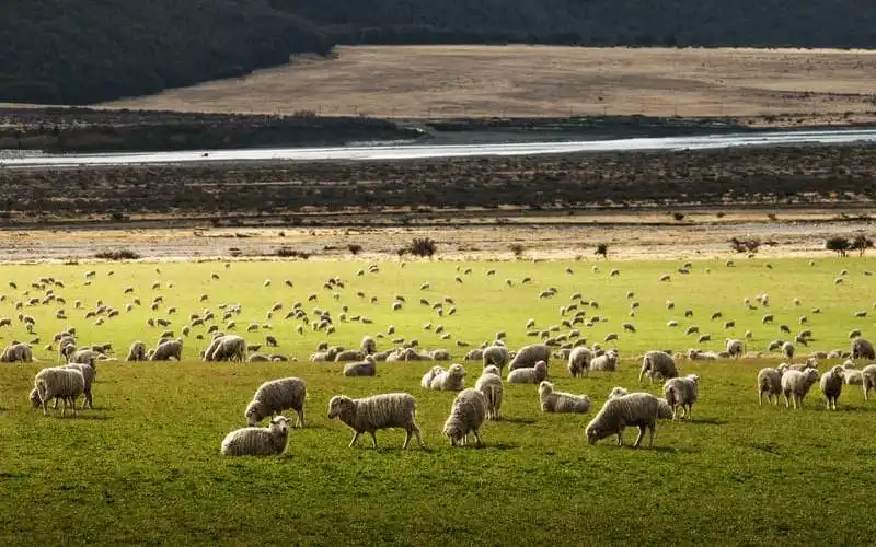 New Zealand signals cash rate rise, could Australia follow?