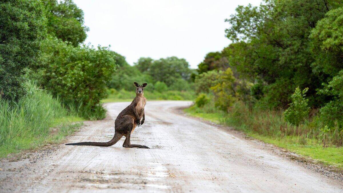 Australian households now saving 3.6% of income, per capita recession over