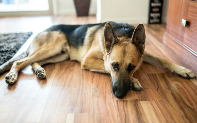 Homes for rent that allow shop german shepherds